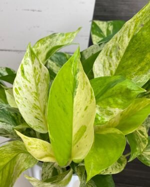 Pothos Teruno #26 Cast | Terunoworld series | Rare Limited Release