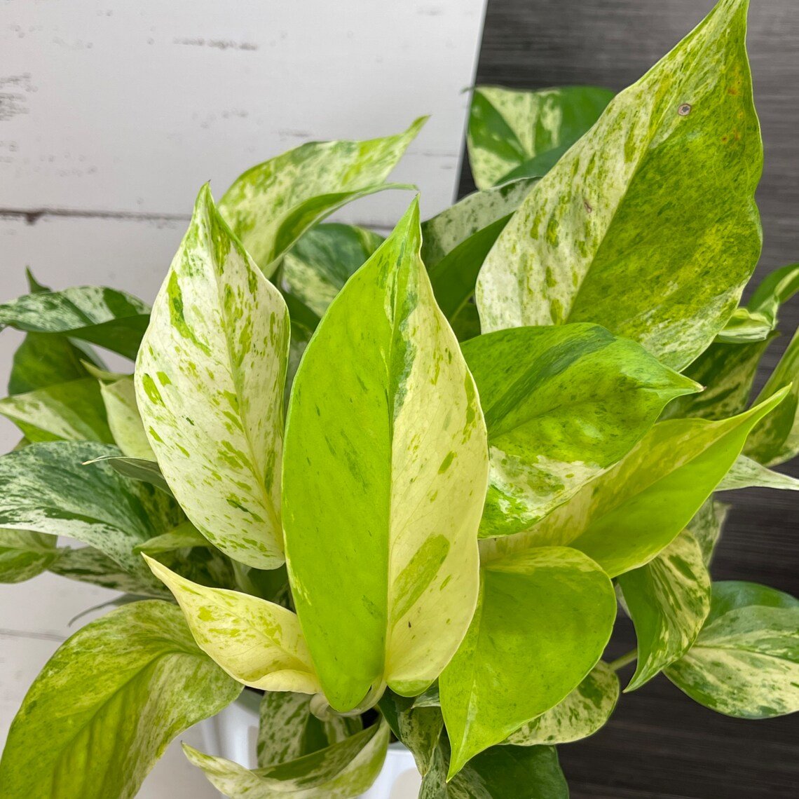 Pothos Teruno #26 Cast | Terunoworld series | Rare Limited Release