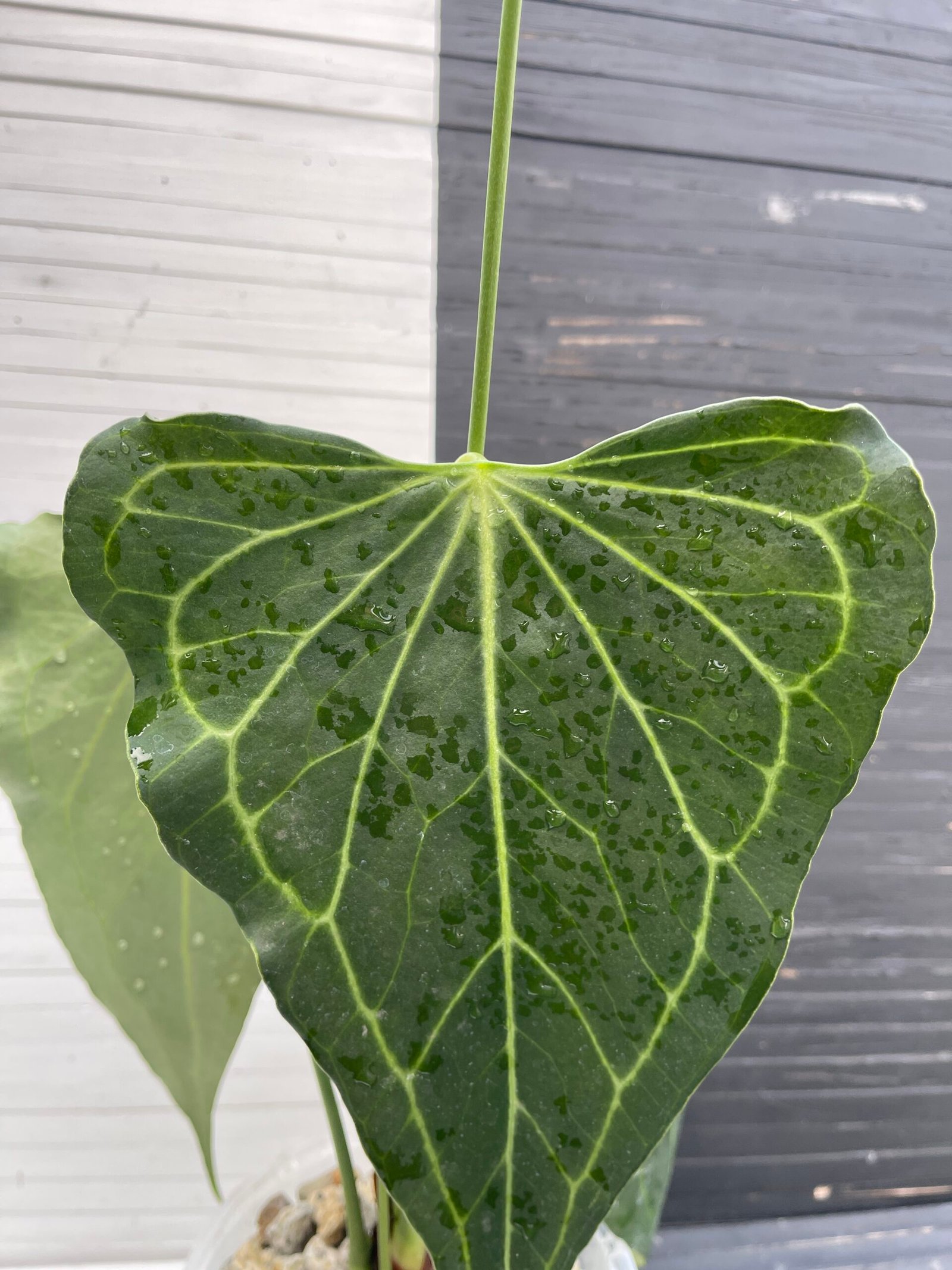 Anthurium Delta Force - Mature Flowering Specimen - Image 2