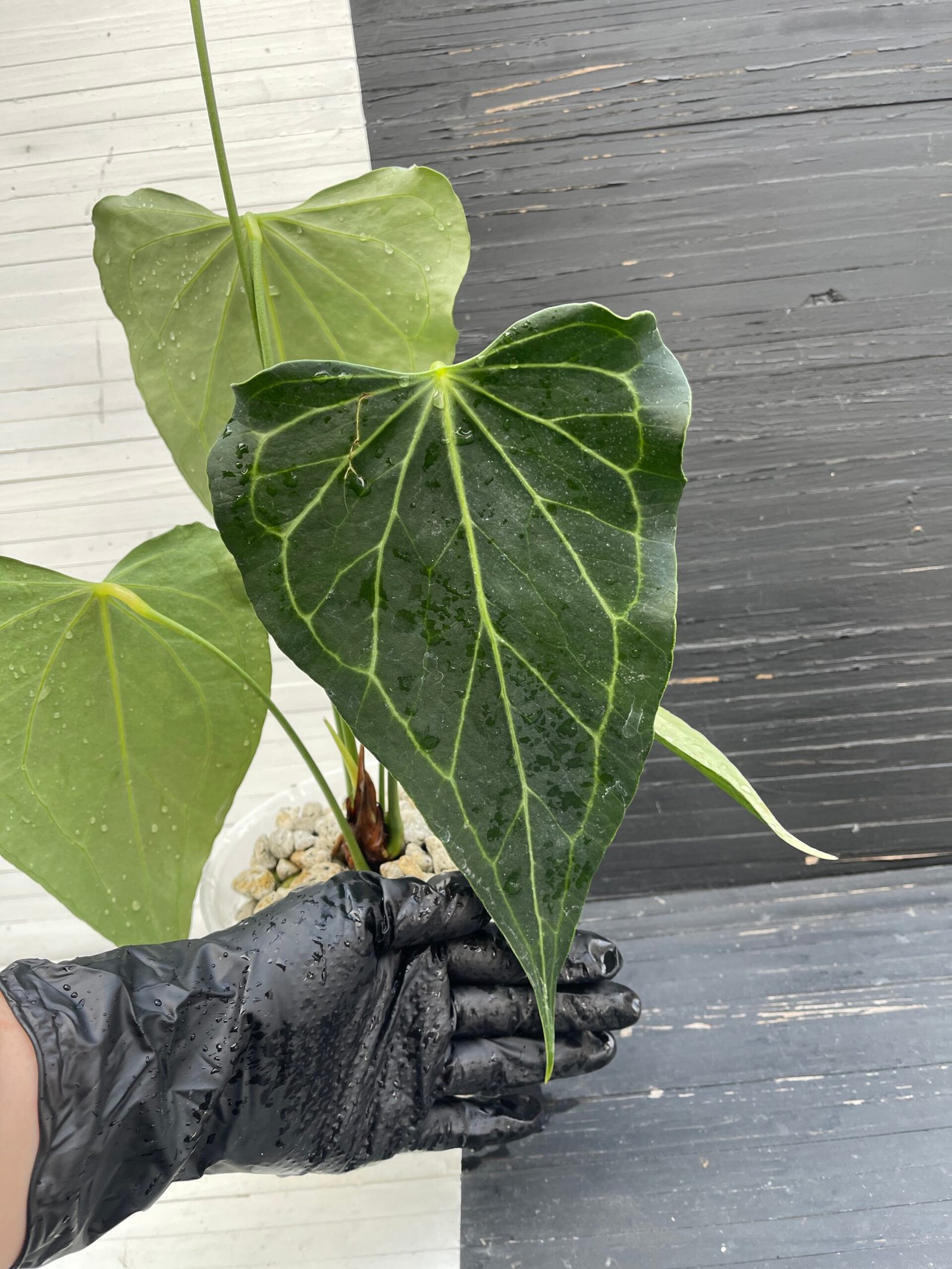 Anthurium Delta Force - Mature Flowering Specimen - Image 3