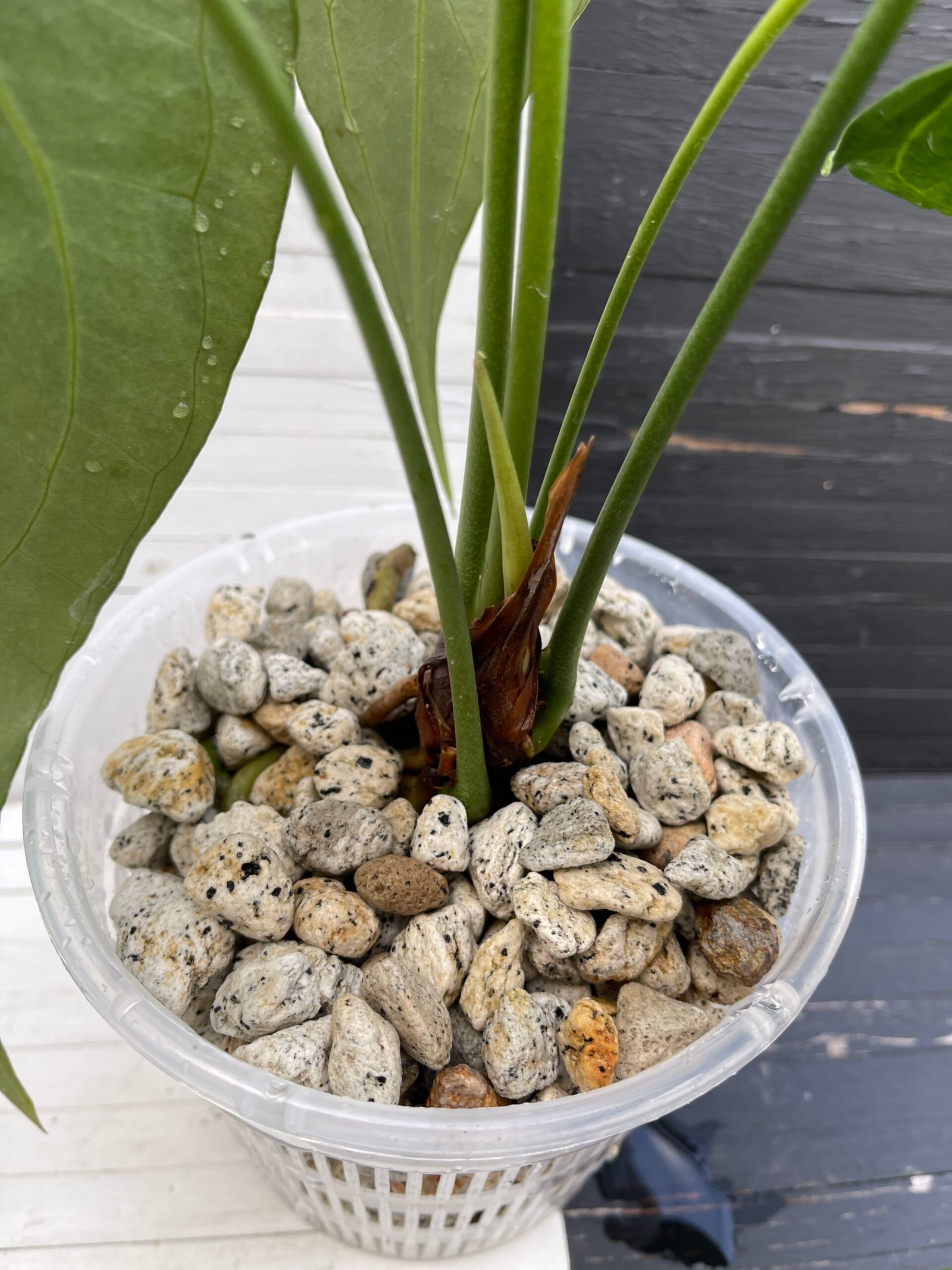 Anthurium Delta Force - Mature Flowering Specimen - Image 4