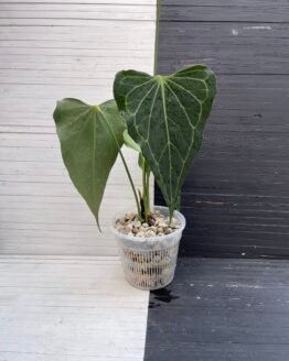 Anthurium Delta Force - Mature Flowering Specimen