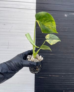 Variegated Monstera Deliciosa Aurea Large Form 'Marilyn'
