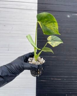 Variegated Monstera Deliciosa Aurea Large Form 'Marilyn'