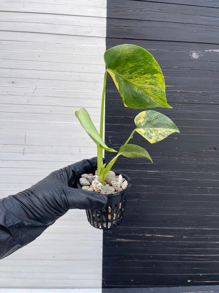 Variegated Monstera Deliciosa Aurea Large Form 'Marilyn'