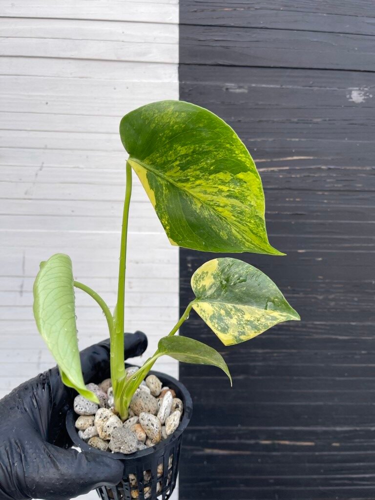 Variegated Monstera Deliciosa Aurea Large Form 'Marilyn' - Image 3