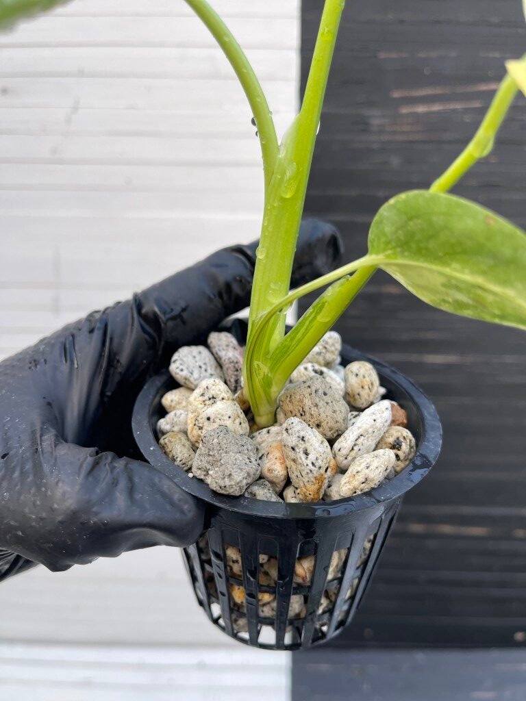 Variegated Monstera Deliciosa Aurea Large Form 'Marilyn' - Image 4