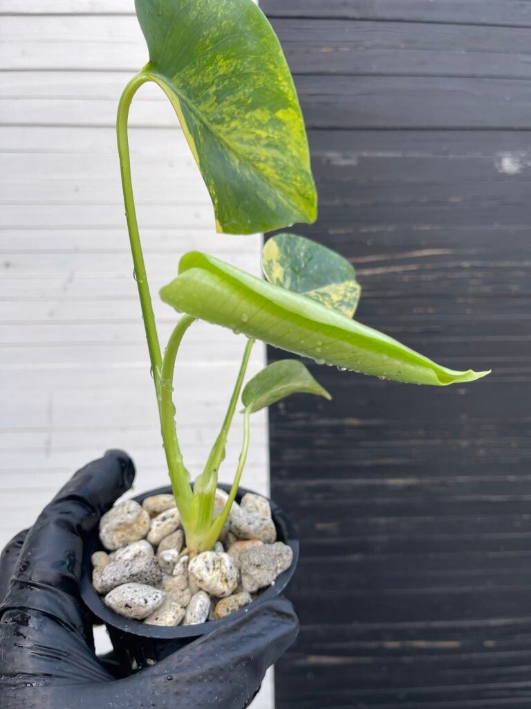 Variegated Monstera Deliciosa Aurea Large Form 'Marilyn' - Image 2
