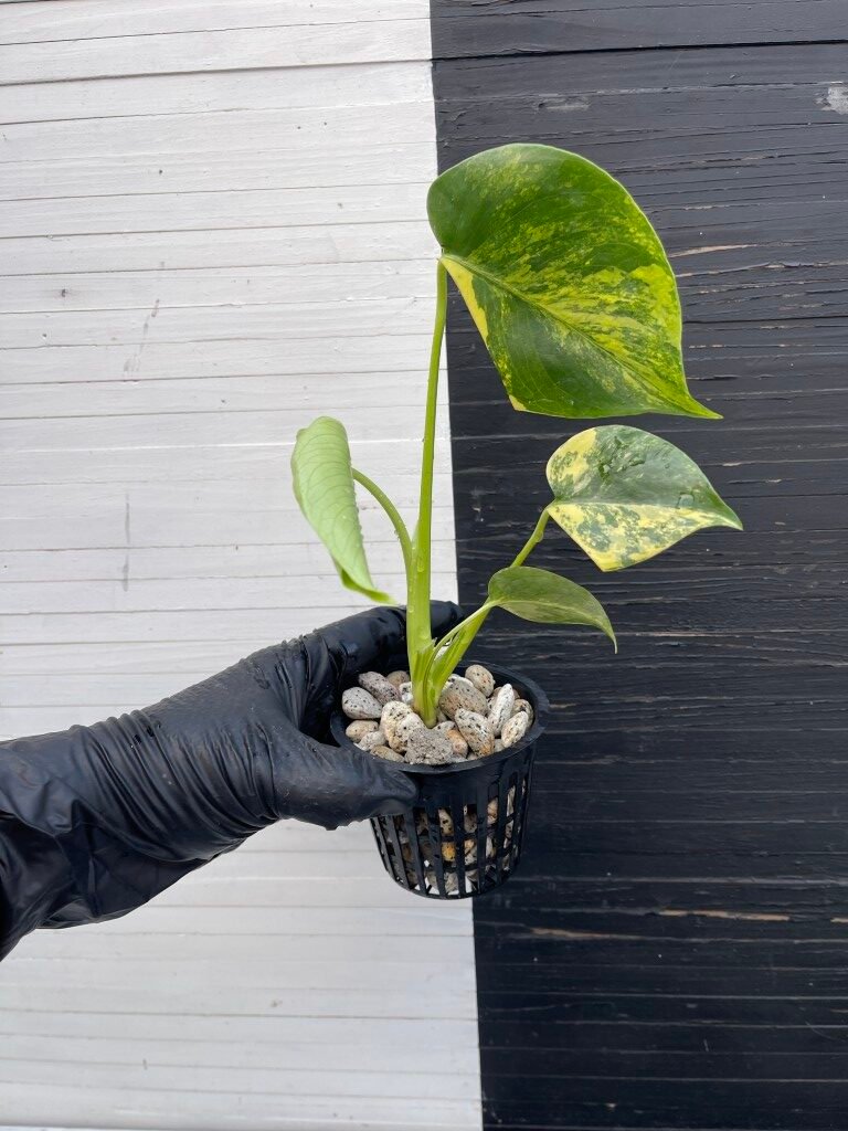 Variegated Monstera Deliciosa Aurea Large Form 'Marilyn' - Image 5