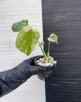 Monstera White Monster L size