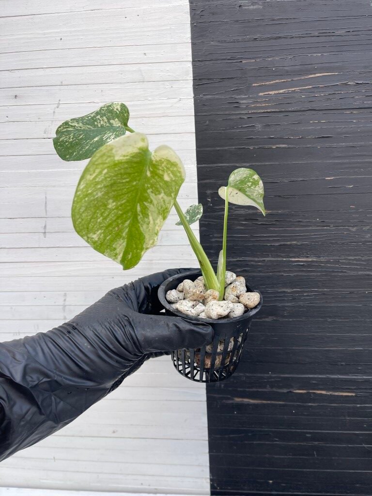 Monstera White Monster L size