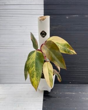 Philodendron Strawberry Shake