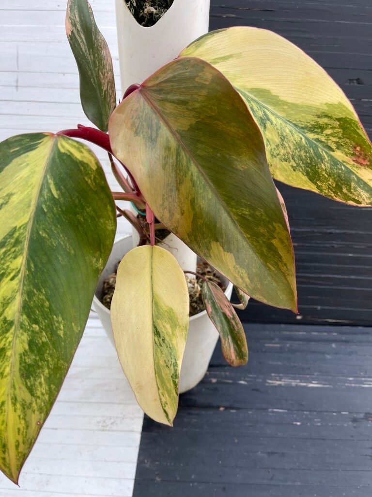 Philodendron Strawberry Shake