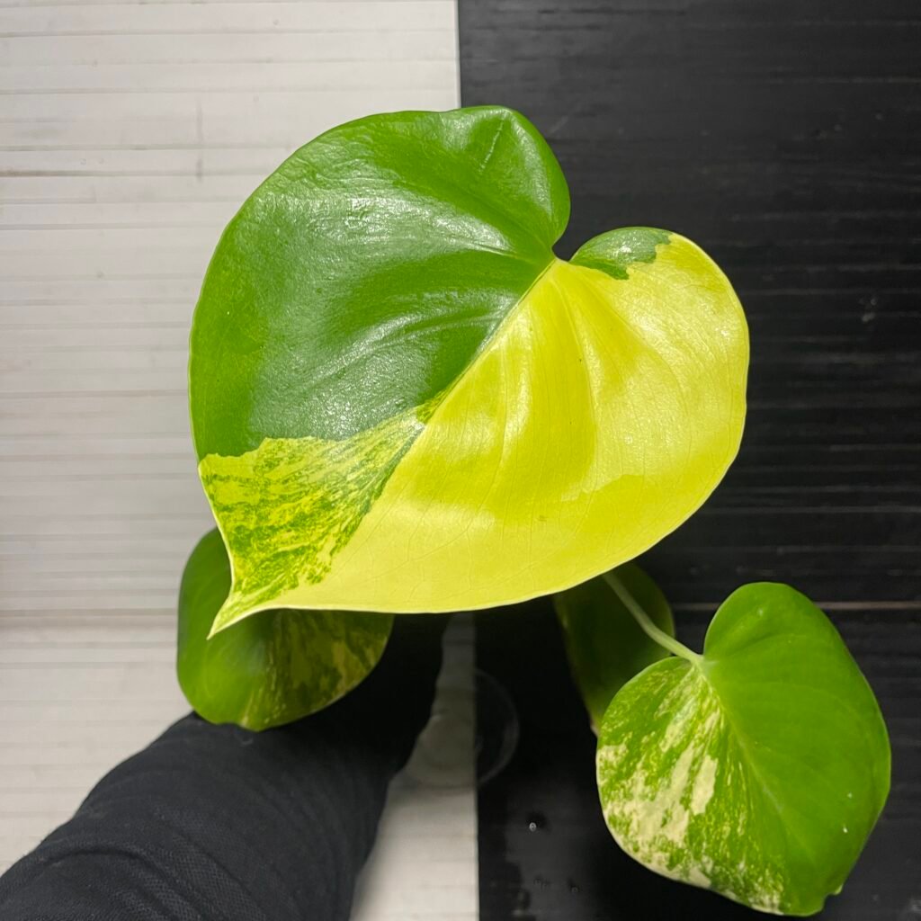 Variegated Monstera Deliciosa Aurea Large Form 'Marilyn'
