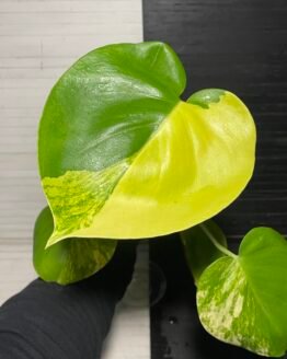 Variegated Monstera Deliciosa Aurea Large Form 'Marilyn'