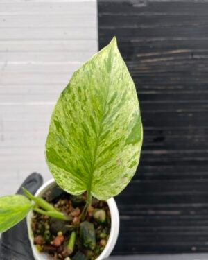 Pothos Teruno Precious