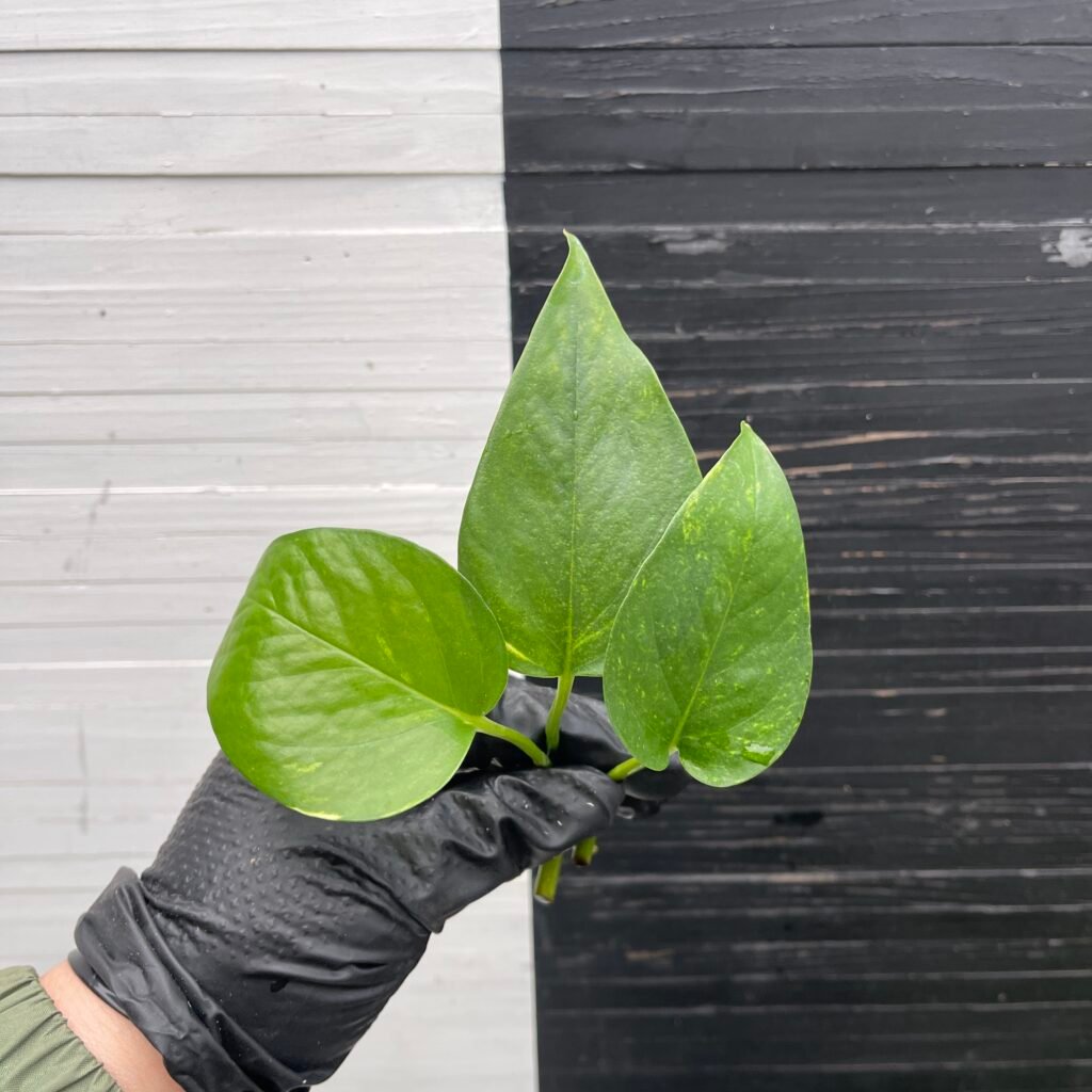 3 cuttings Epipremnum Teruno Pastel Shower | PLANT PURGE