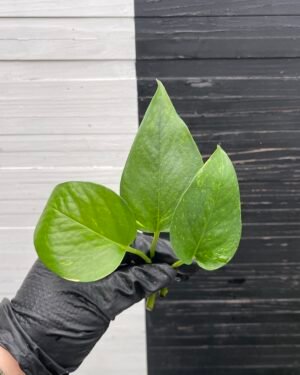 3 cuttings Epipremnum Teruno Pastel Shower | PLANT PURGE