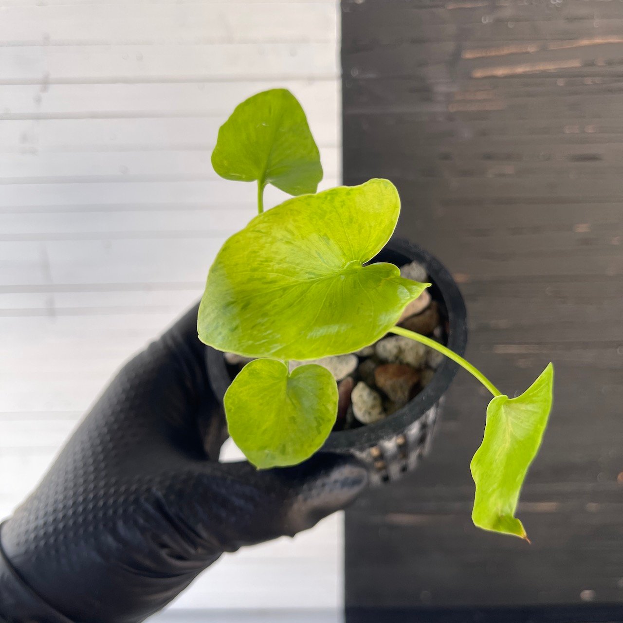 Variegated Thaumatophyllum bipinnatifidum aka Philodendron Selloum