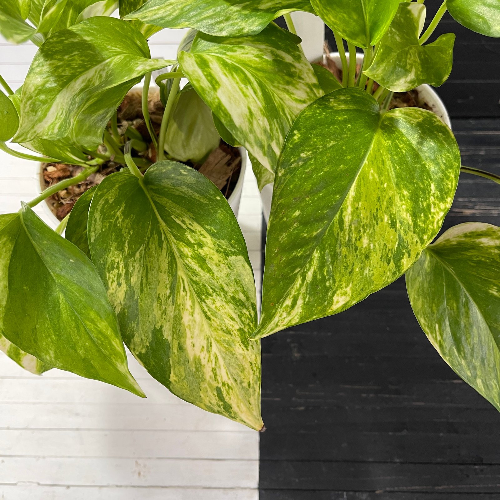 Pothos Teruno Camouflage with signed tag - Image 2