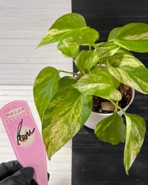 Pothos Teruno Camouflage with signed tag