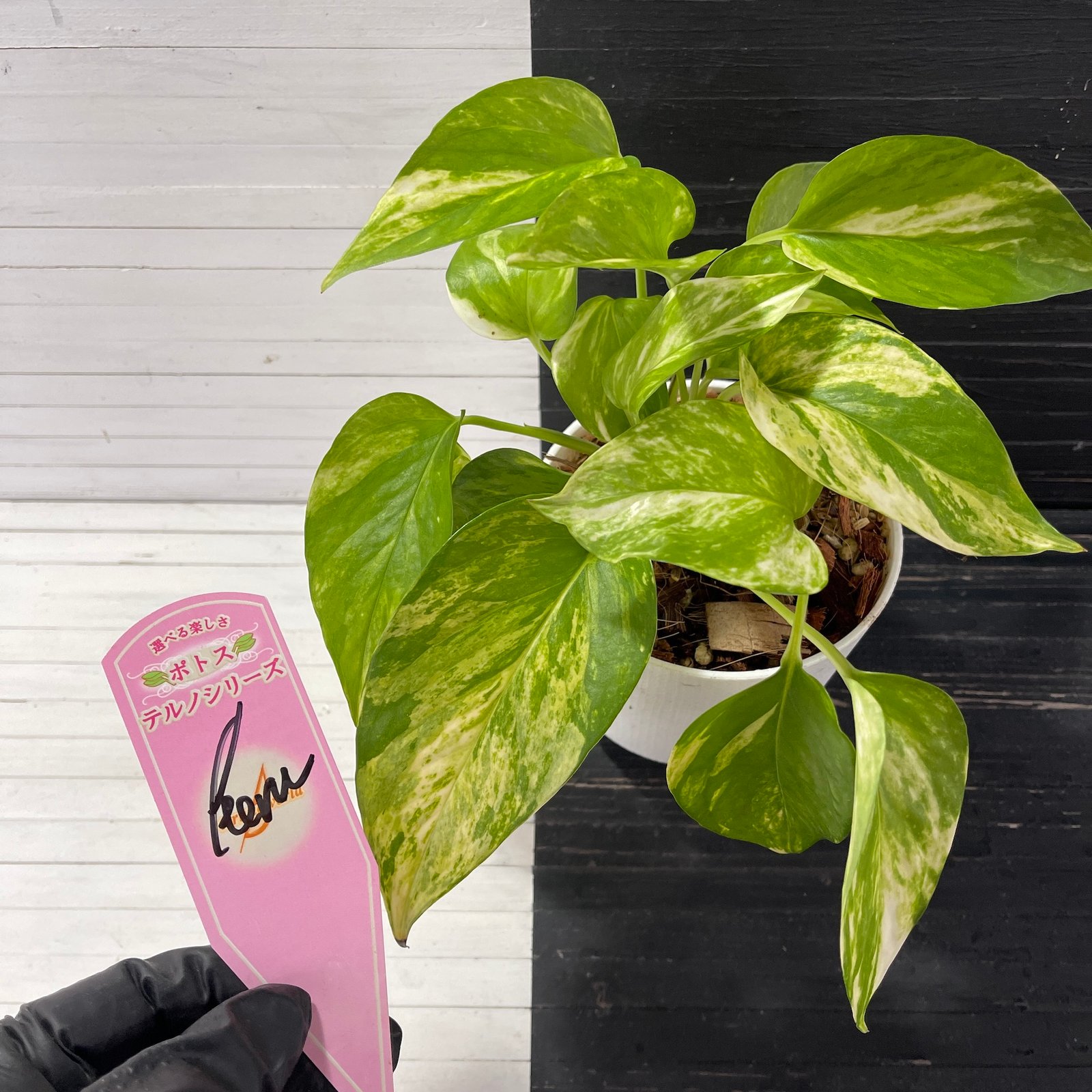 Pothos Teruno Camouflage with signed tag