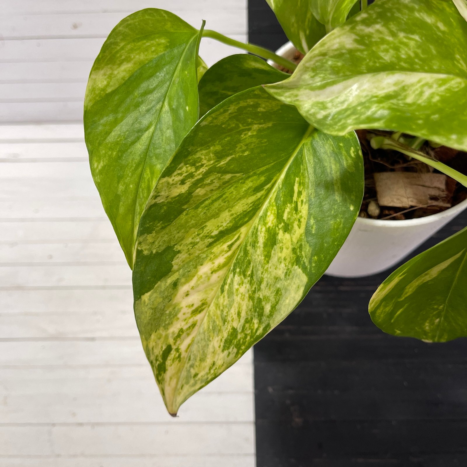 Pothos Teruno Camouflage with signed tag - Image 6