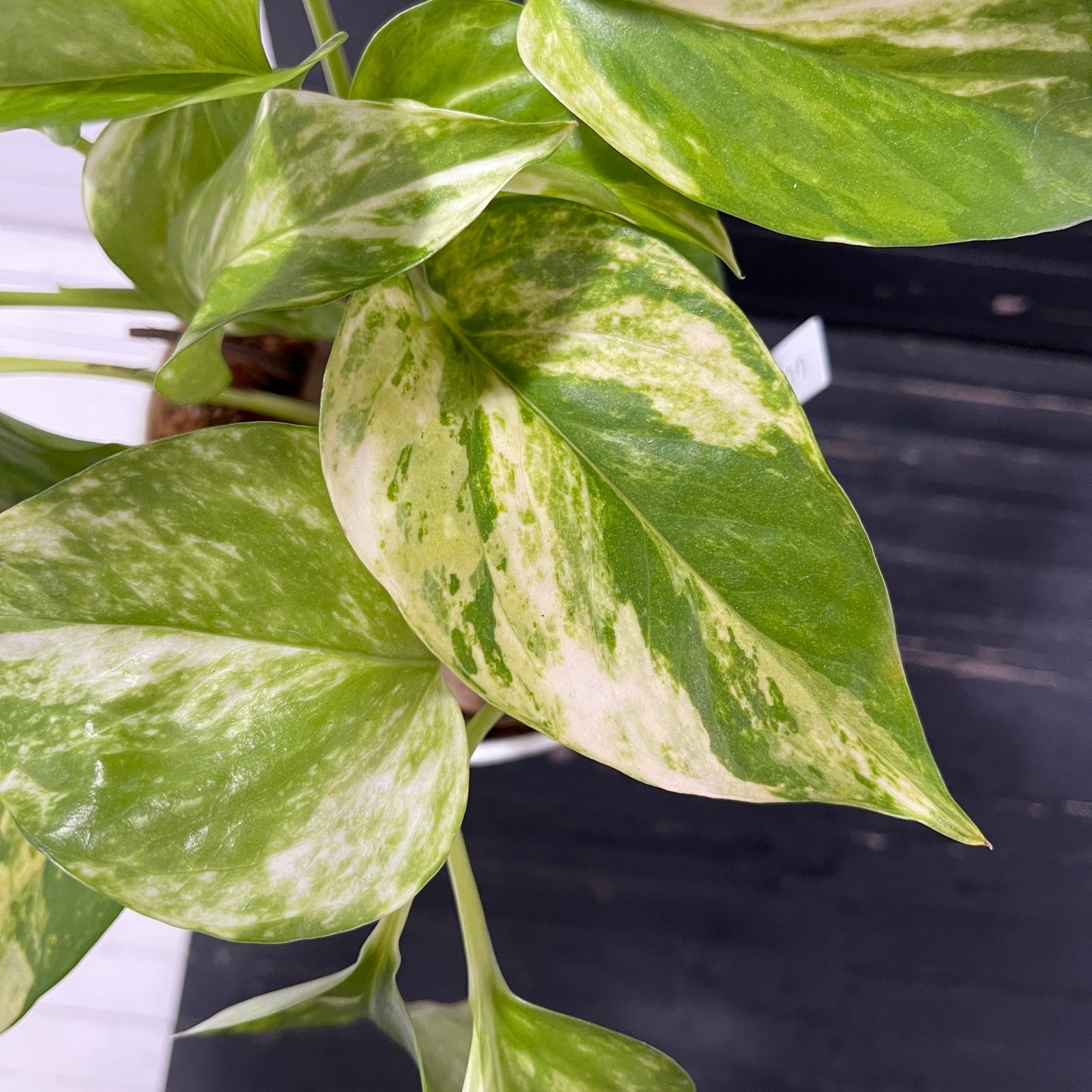 Pothos Teruno Camouflage with signed tag - Image 5