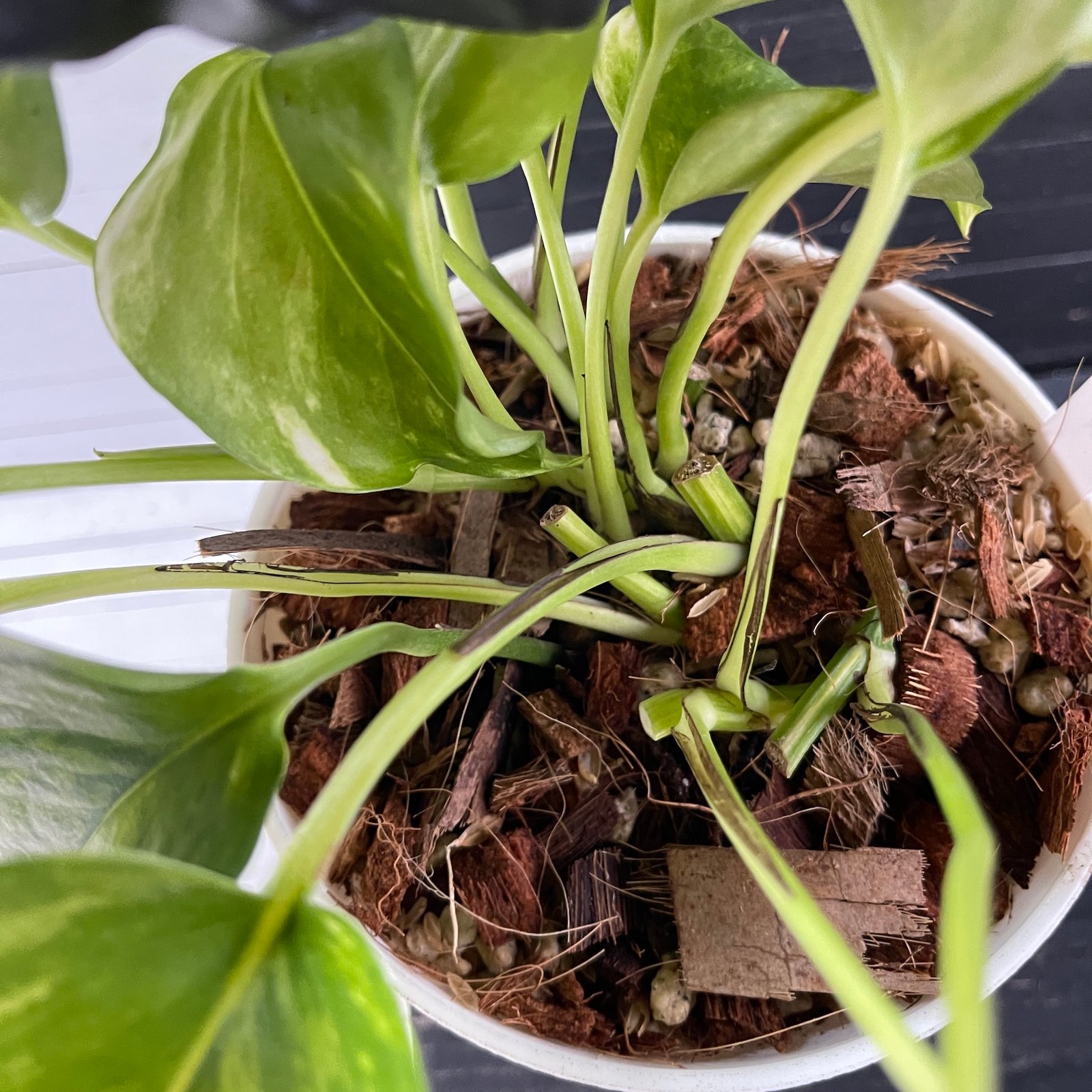 Pothos Teruno Camouflage with signed tag - Image 7
