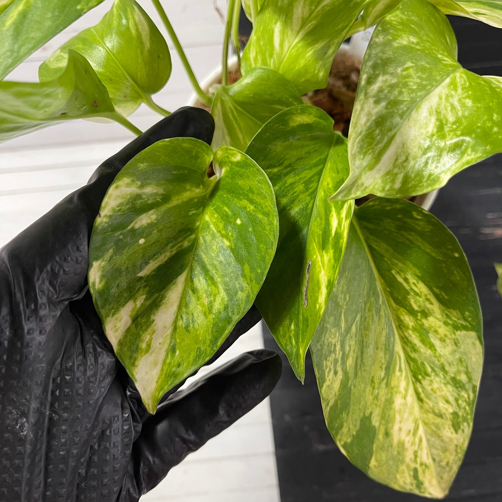 Pothos Teruno Camouflage with signed tag - Image 4