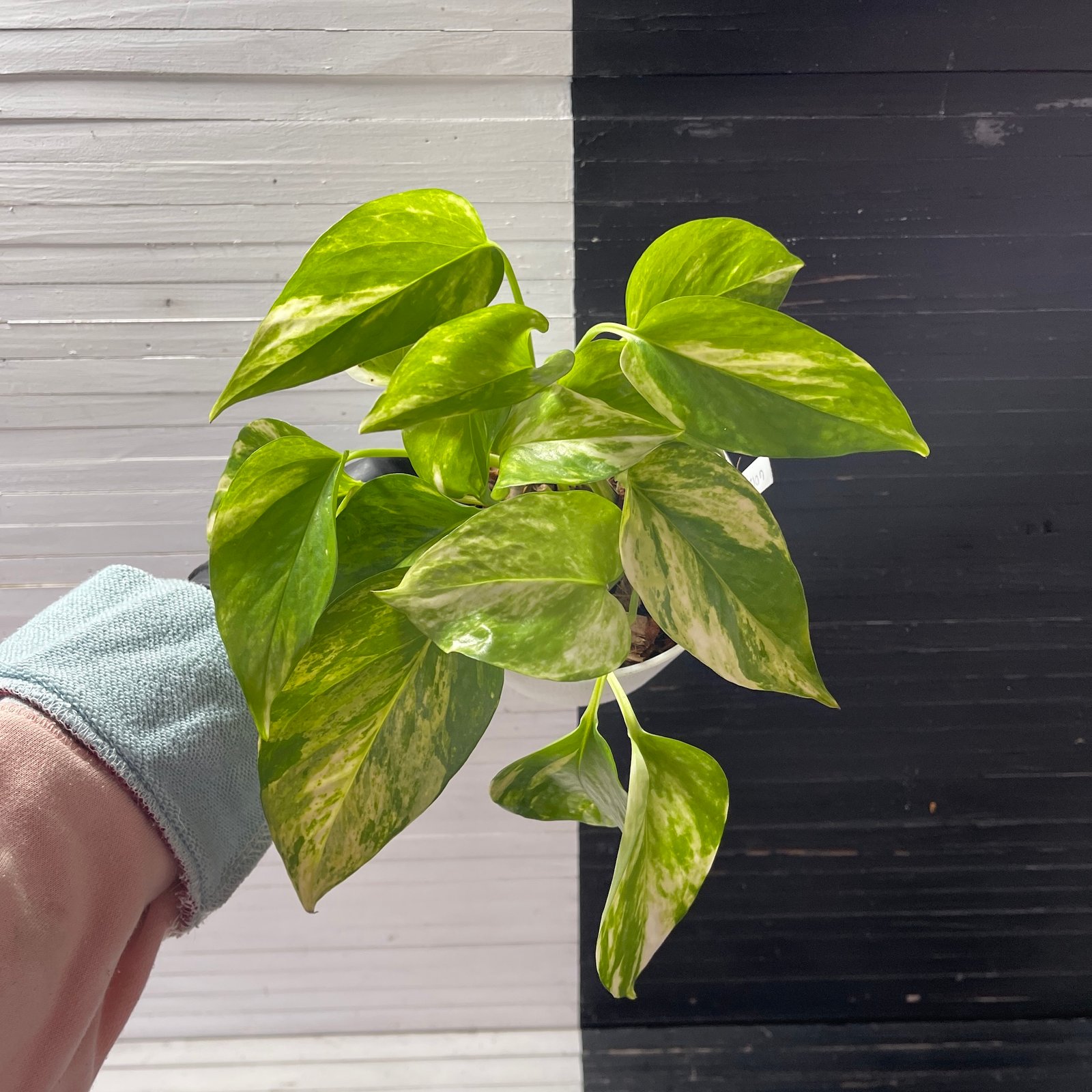 Pothos Teruno Camouflage with signed tag - Image 3