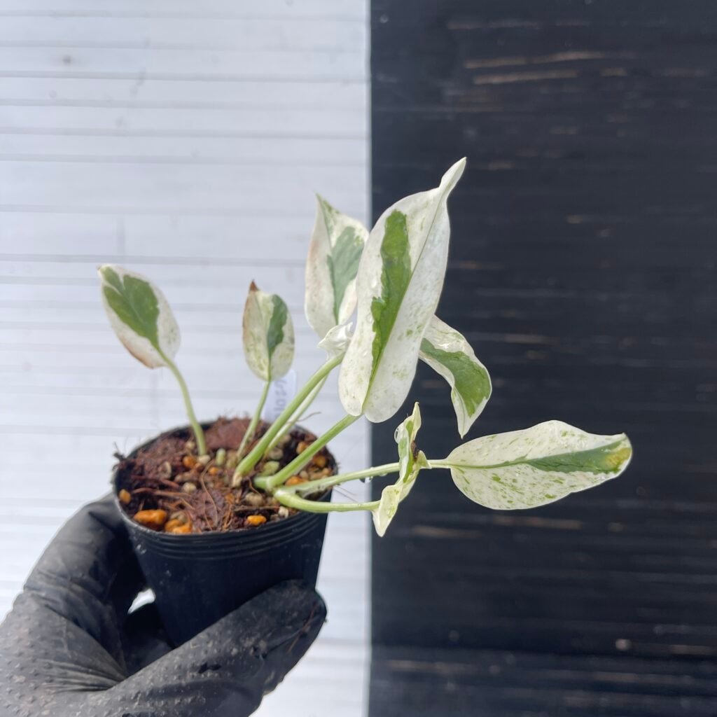 Epipremnum Pothos Excellent