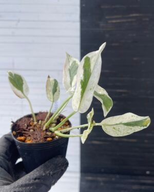 Epipremnum Pothos Excellent