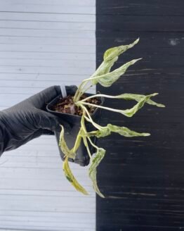 Pothos Teruno #18 Love Song | Terunoworld series