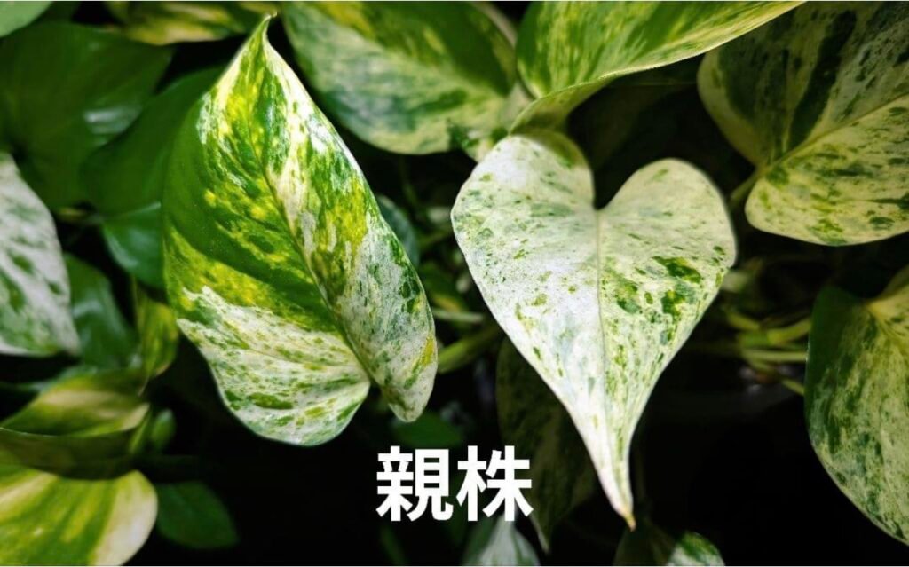 Epipremnum Pastel Shower