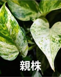 Epipremnum Pastel Shower