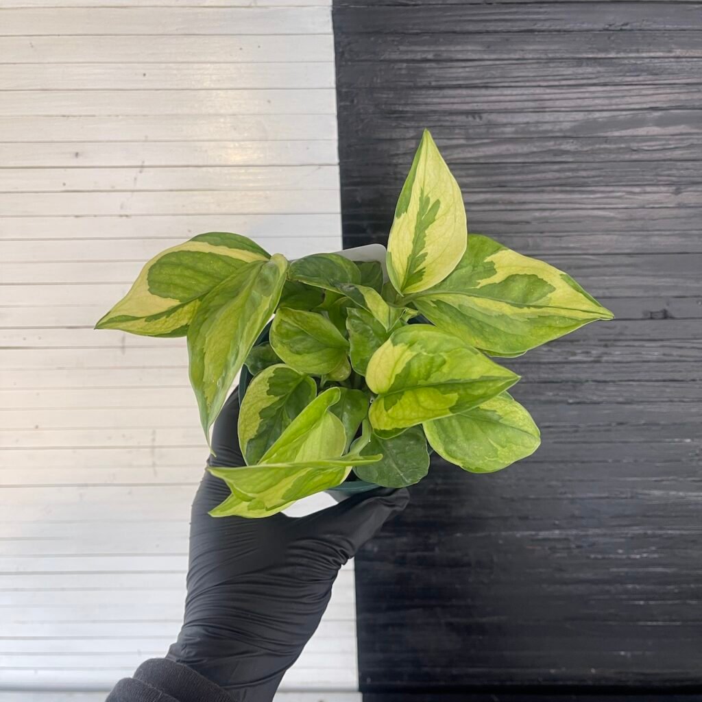 Asaoka Pothos Epipremnum Emerald Pot | 63404