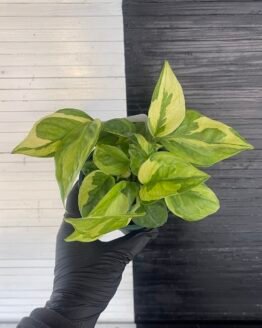 Asaoka Pothos Epipremnum Emerald Pot | 63404