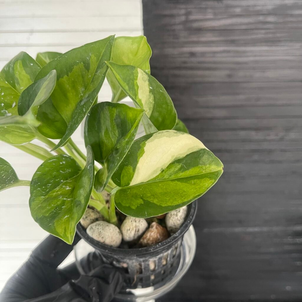 Asaoka Pothos Epipremnum Global Green Variegated Pot | 63413