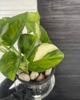 Asaoka Pothos Epipremnum Global Green Variegated Pot | 63413