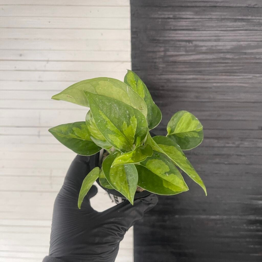 Asaoka Pothos Epipremnum Global Green Pot