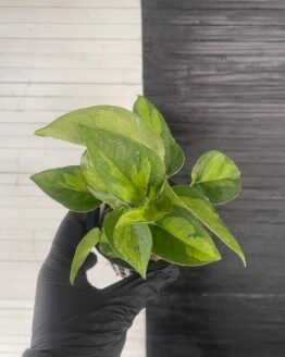 Asaoka Pothos Epipremnum Global Green Pot