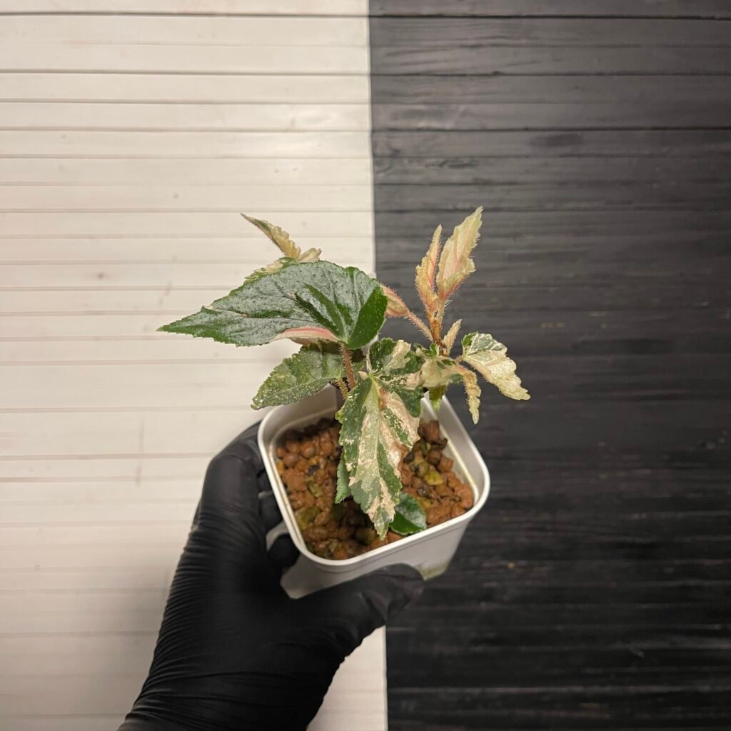 Variegated Begonia ginny galaxy