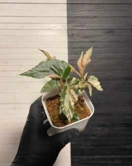 Variegated Begonia ginny galaxy