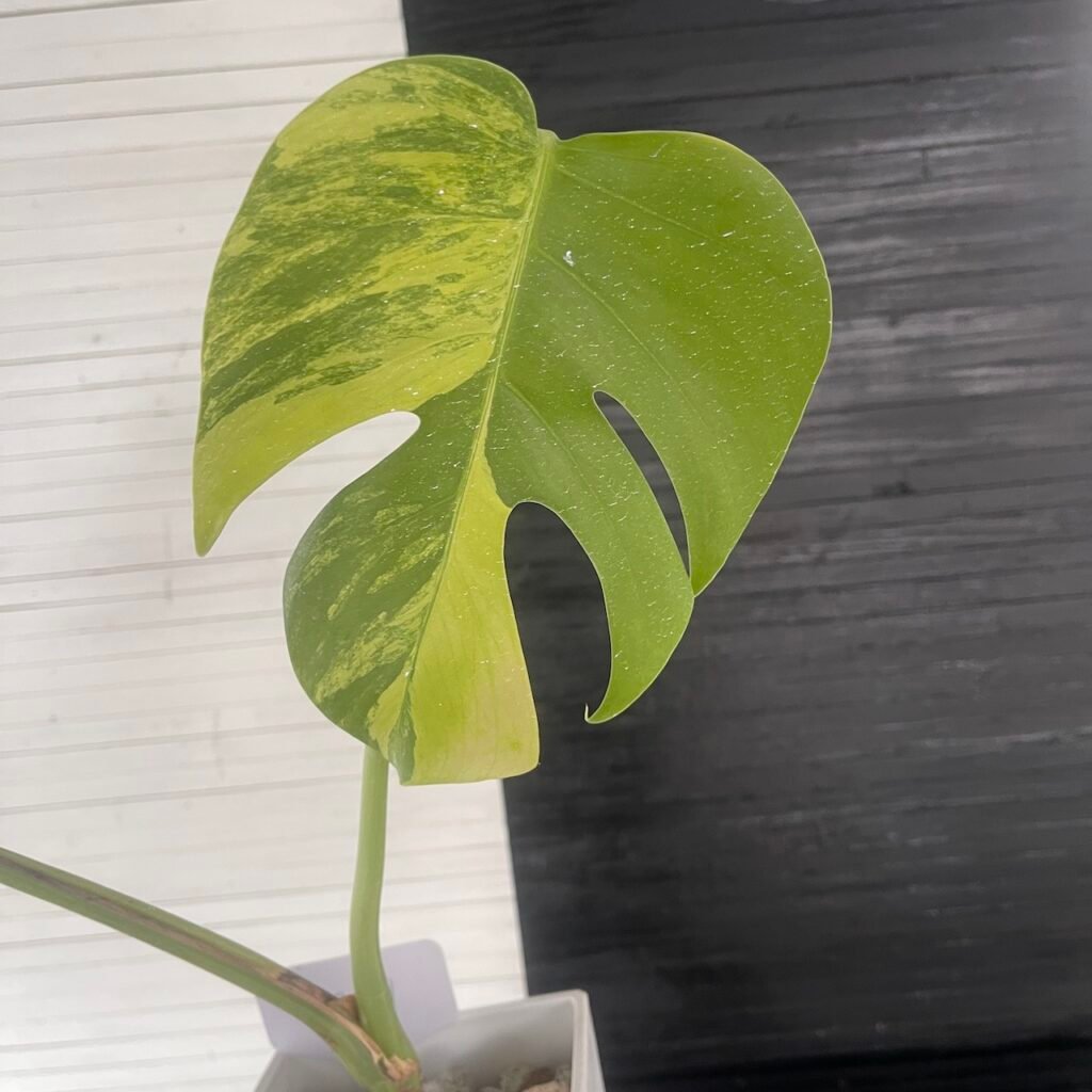 Yellow variegated monstera borsigiana aurea - 63411