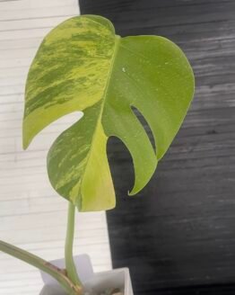 Yellow variegated monstera borsigiana aurea - 63411
