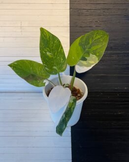 Rare | Variegated White Princess Aurea