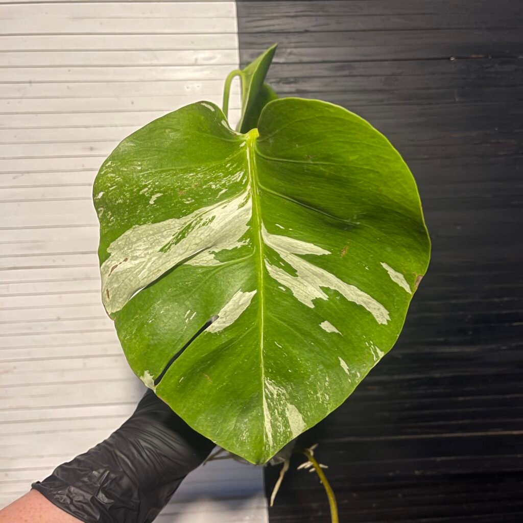 anniversary sale | monstera albo borsigiana 64301
