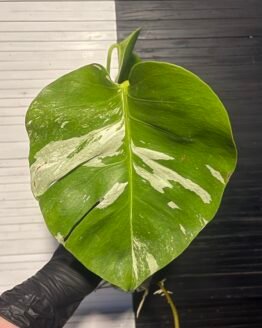 anniversary sale | monstera albo borsigiana 64301