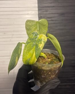Variegated Philodendron Silver Sword - 57414